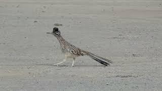 Greater Roadrunner Running At The Dump