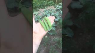Хто до мене на горох? #shorts