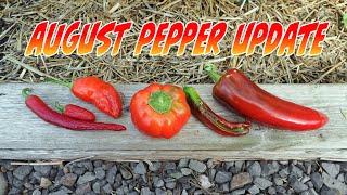 August Pepper Update and Harvest