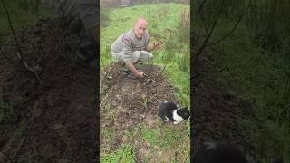 Pruning Hybrid T Roses  #gardening #adventure #roses #cat #ideas #motivation #mud #permaculture