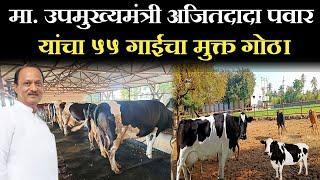 माजी उपमुख्यमंत्री अजितदादा पवार यांचा 55 गाईंचा मुक्त संचार गोठा || pawar farm katewadi