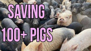 MASSIVE Animal Rescue: Saving Over 100 Pigs!