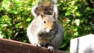 Squirrel - Barking and Squeaking