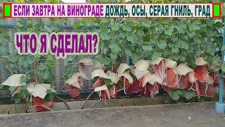  Как я защищаю виноград от ОС, МУХ, СЕРОЙ ГНИЛИ, ТРЕСКА ЯГОД и мелкого ГРАДА. Мешочки + колпаки.