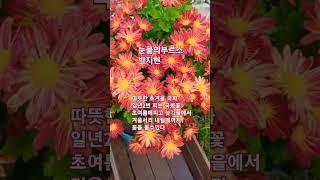초겨울국화꽃 #박지현-눈물의 부르스