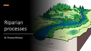 07 Riparian processes