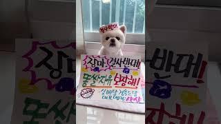 ️속보️ 장마 결사반대 #샤샤의하루#실외배변#cutedog #pets #포메라니안