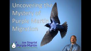 Uncovering the Mystery of Purple Martin Migration