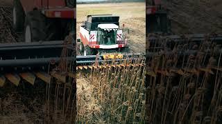 Владельцы жаток Orange Seed  - это песня для вас  #shorts #сельскоехозяйство #agriculture #short