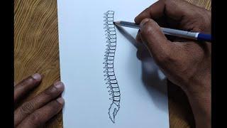 How to draw human spine / Backbone drawing (very easy)