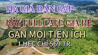 Hạ giá bán gấp, 1ha Rẫy Full Cafe gần Ql28, đất bằng phẳng | Ngọc Châu Land