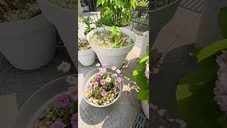 수국이 꽃꽂이 한것처럼 멋지네요.(It's as cool as hydrangea flower arrangement.)