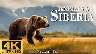 The nature of Siberia (4k Ultra HD) is a relaxing landscape film with a cinematic soundtrack