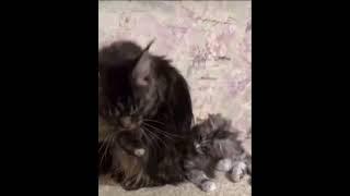 МАМА КОШКА И КОТЕНОК 