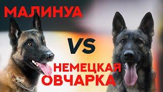 Малинуа или Немецкая Овчарка. Malinois vs German Shepherd.