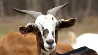 What Are Kiko Goats?