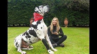 THE GREAT DANE -  THE TALLEST DOG IN THE WORLD / Animal Watch