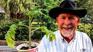 Planting Fall Tomatoes at Deep South Texas