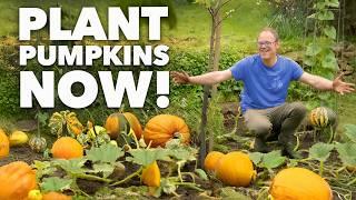 The Lazy Gardener's Guide To No-Dig Pumpkins!