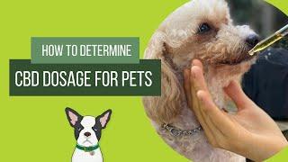 How Do You Determine CBD Dosage for Pets?