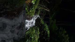 Relax video sound of water in the forest foresttrees #nature #natureofrussia #air #lovenature videvo