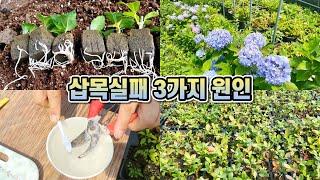 삽목 실패 3가지 원인!! 오아시스 삽목법!!