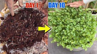 Best Way To Grow Coriander At Home | Grow Coriander Faster In Pots | Grow Cilantro At Home