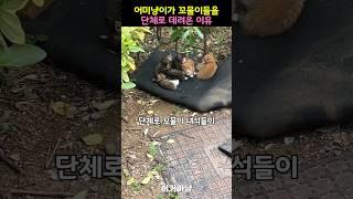 어미냥이가 꼬물이들을 단체로 데려온 이유
