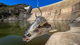 Este Lugar está REPLETO de Bagres! | Pesca con Carnada bajo la Presa!