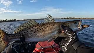 Colder weather but the fish are fired up! Trout, redfish and flounder on the Hobies in Northeast FL.