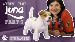 Grooming Luna the rough-coated Jack Russell Terrier - part 3 | Kitty Talks Dogs - TRANSGROOM