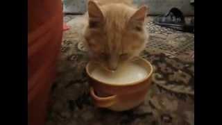 Cat and milk