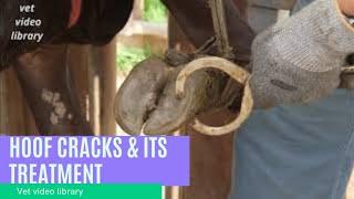 Axial Wall Crack - Hoof Cracks - Sandcracks and Its Treatment - Vet Video Library