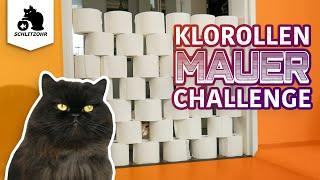 Katzen vs. Klopapierwand | Klopapierrollen-Challenge | ist die Mauer zu hoch?