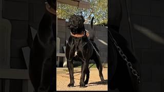 Amazing Dogs Transformation #shorts #viralshorts #dog #canecorso #kangal #alabai