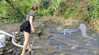 Fishing Videos: The Girl Skillfully Pumping Water Outside The Natural Lake, Catch A Lot Of Big Fish