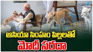 PM Modi Plays With Asia Lion Cubs | ఆసియా సింహం పిల్లలతో మోదీ సరదా | ZEE Telugu News