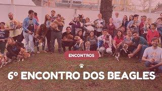 6º encontro dos Beagles de Curitiba - Maio 2017 - Organização Meu AUmigo Cão