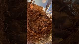 Found a birds nest in our garage!