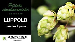 Pillola etnobotanica - Luppolo