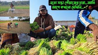 এতো সস্তা পেঁয়াজের চারা,,আমি আগে কখনো দেখিনি,,