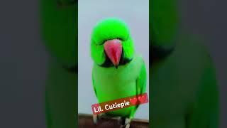 cutemitthu #mitthushorts #shorts #trending #viral #ytb #comedy #song #subscribe #like #papa #love