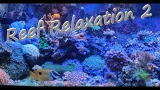 Reef Relaxation Series #2