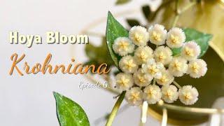  Hoya KROHNIANA | HOYA BLOOM | Peduncle growth | Flowering process | Floral scent