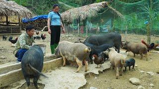 Renovating a large garden, a Pig - Chicken farm model, the life of DK farm