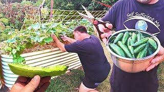 Space Saving EASY Climb Trellis || Cucumber & Asparagus Pea