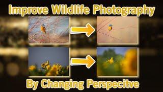 IImprove Your Wildlife Photography by Changing Perspective