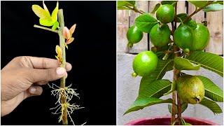 How to grow guava tree from cutting using onion | Propagation of guava from cutting