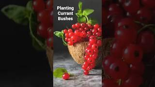 How to plant currant bushes. #garden #homestead #gardening