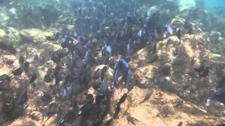 snorkeling @ avila hotel, Curacao - lots of blue doctorfish